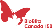 Bioblitz Canada Logo
